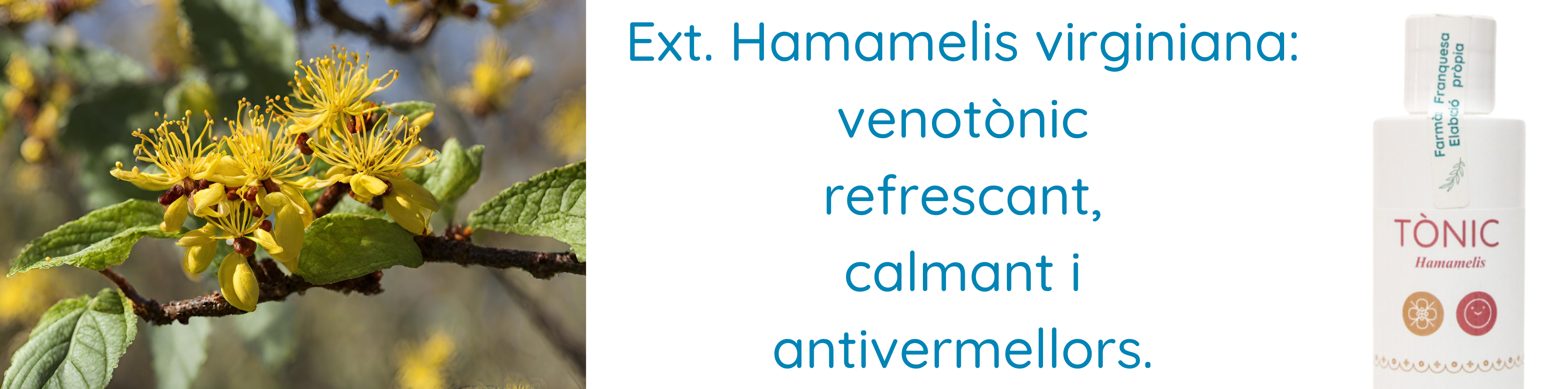 Extracto Hamamelis virginiana con propiedades refrescantes, calmante, anti-rojeces, venotónico.